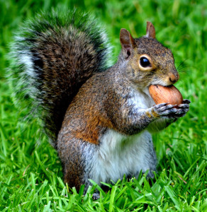 squirrel_and_his_nut_by_rosexdarkxheart-d5064su